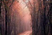 一竞技官网：德甲-41场不败！勒沃库森1-0下轮赢球即可夺冠.